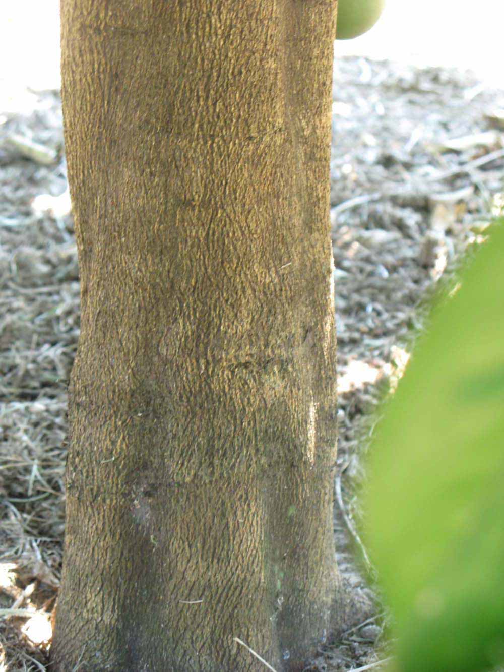         Bark (Winter Haven, FL)  